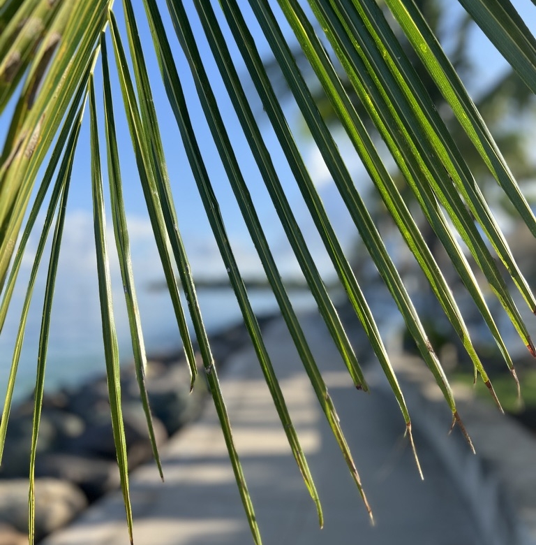 HOLETOWNBEACHPATH