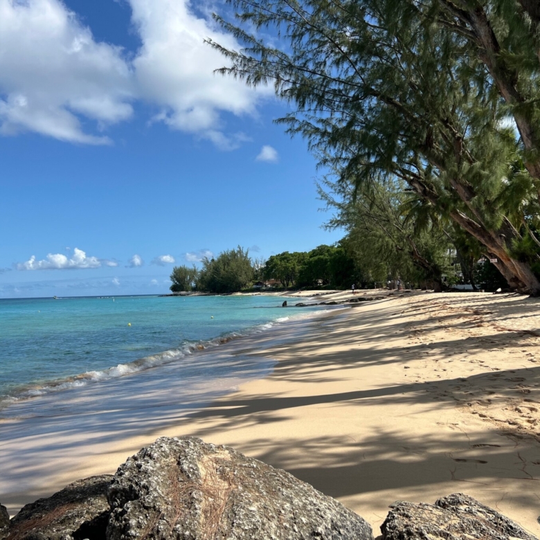 Holetown beach trees