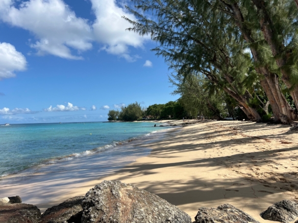 Holetown beach trees
