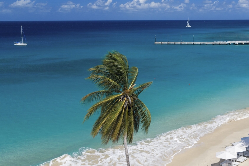 APES HILL BeachClub palm
