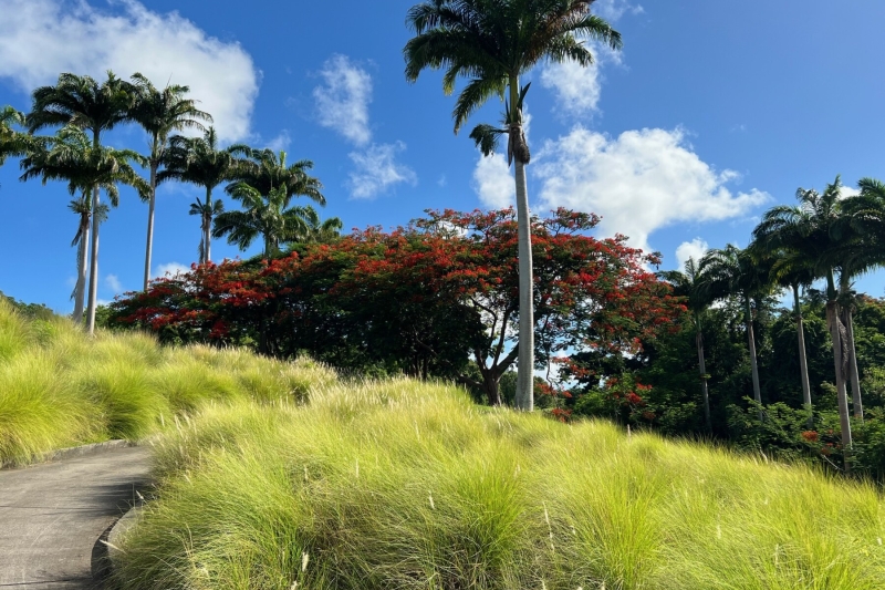 FLAMETREES