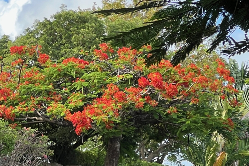 FLAMETREESINBLOOM