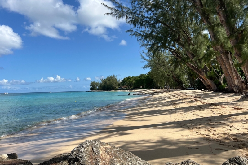 Holetown beach trees