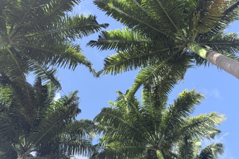 ROYALPALMTREES